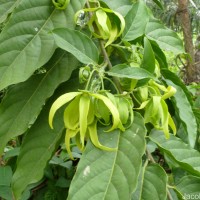 Cananga odorata (Lam.) Hook.f. & Thomson